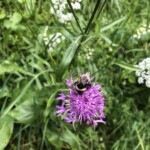 Hummel #2