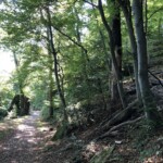 Wald am Battert