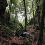 Wald & Fels