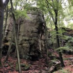 Wald & Fels