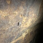 In der Höhle