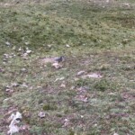 Murmeltier Suchbild Murmeltier Suchbild