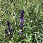 Blauer Sumpfstern Blauer Sumpfstern