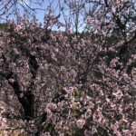Mandelblüte