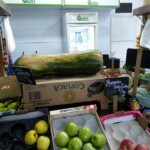 Kleine Zucchini