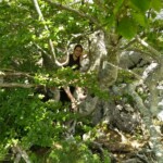Schattensuche im Baum :D Schattensuche im Baum :D