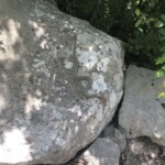 Eine Hornviper Eine Hornviper