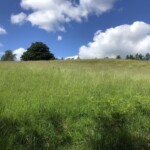 Weiden... Weiden...