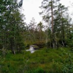Wald bei Notodden