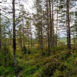Wald bei Notodden