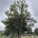 Phoglhausbaum in Sandefjord