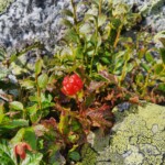 Moltebeere
