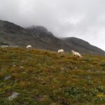 Sauer am Bessvatnet