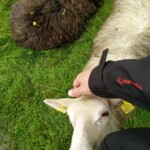 Zutrauliches Schaf