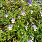 Viola Tricolor