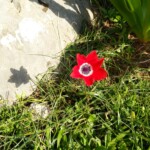 Pfauen-Anemone