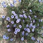 Strauchige Kugelblume