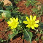Blume