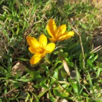 Krokus