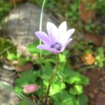 Pfauenanemone