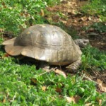 Schildkröte