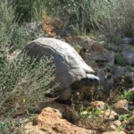 Schildkröte
