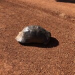 Schildkröte