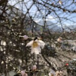 Mandelblüte