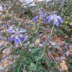 Kretische Schwertlilie