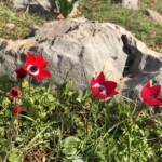 Pfauen-Anemone