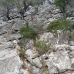 Der Aufstieg