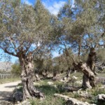 Alte Oliven