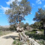 Alte Oliven
