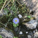 Bellis!