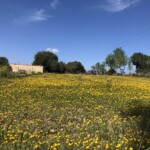 Blumenwiese