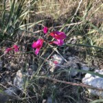 Blumen