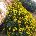 Blumen
