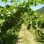 Wein Wein