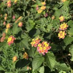 Lantana Camara in orange/pink