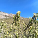 Purshia tridentata