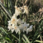 Narzissen (wild)
