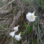 Blumen ;)