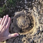 Kleine Fossilien :) Kleine Fossilien :)