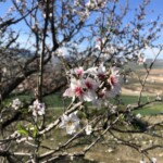 Mandelblüte :)