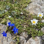 Blumen