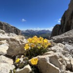 Alpenmohn