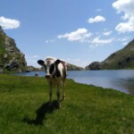 Seefeldsee & Kuh Seefeldsee & Kuh