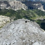 Alpendohle