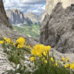 Alpenmohn Alpenmohn