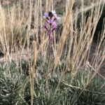 Erysimum scoparium Erysimum scoparium